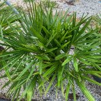 Palma konopná (Trachycarpus fortunei) - výška kmeňa 15-25 cm, celková výška 70-90 cm - 2 palmy v jednom kvetináči, kont. C20L, (-17°C) 